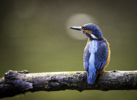 Kingfisher (c) Tony Dalton
