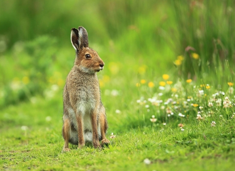 Irish hare (c) Ronald Surgenor