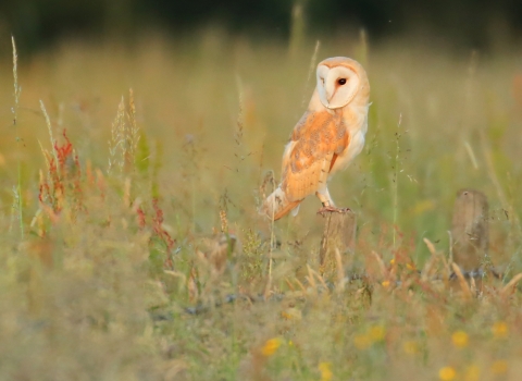 Barn owl