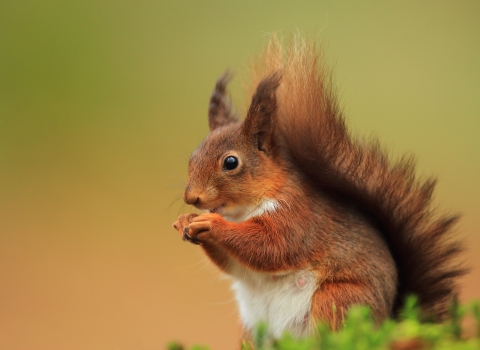 Pic: Red Squirrel (c) Ronald Surgenor