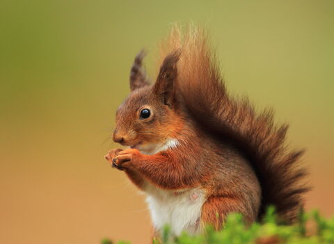 Pic: Red Squirrel (c) Ronald Surgenor