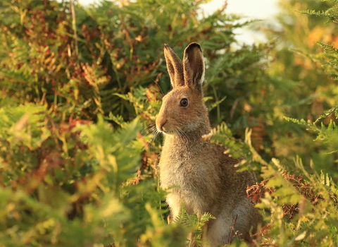 Irish Hare