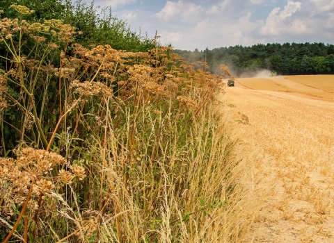 Harvest (c) Matthew Roberts