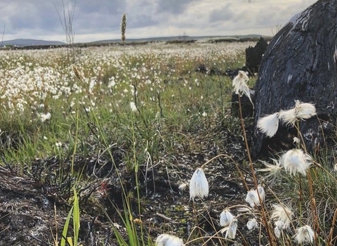 Bog cotton on Glenullin (c) Enda Young @OutdoordadNI