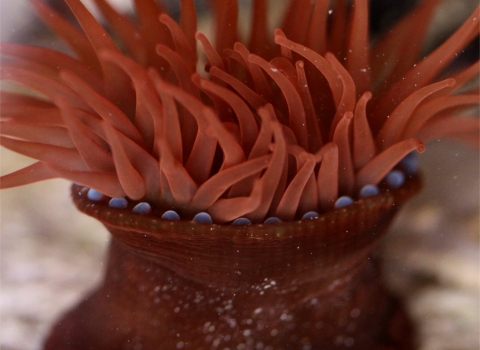 Beadlet anemones (c) Becky Hitchin