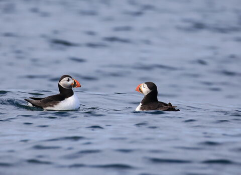Puffins, Isle Of Muck July 2020