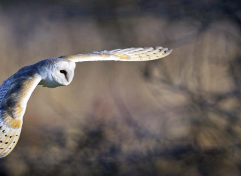 Barn owl (c) David Tipling
