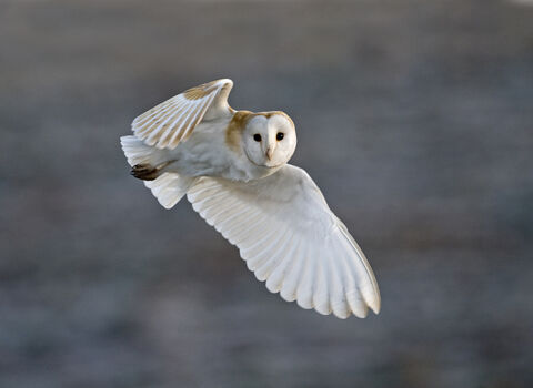 Barn owl (c) David Tipling 2020 Vision
