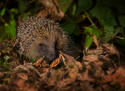 Hedgehog (c) Jon Hawkins