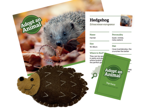Hedgehog package sample