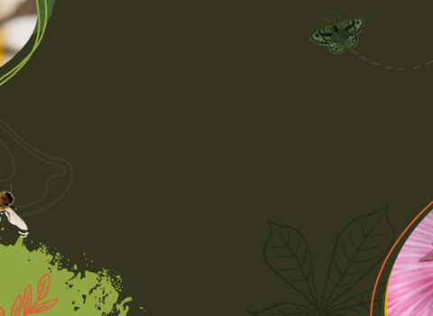 Let Nature In banner_Walker 1