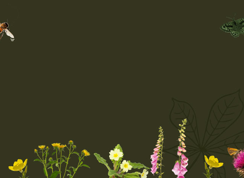 Let Nature In banner_Walker 3
