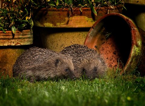 Hedgehogs 2 (c) Jon Hawkins