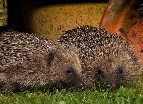 Hedgehogs 2 (c) Jon Hawkins