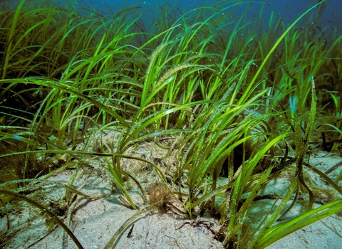 Seagrass meadow (c) Bernard Picton