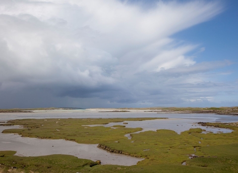 Saltmarsh (c) Peter Cairns 2020 Vision