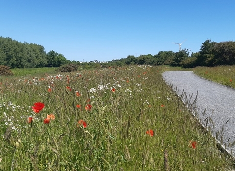 Balloo Wetland 