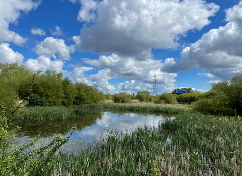 Bog Meadows (c) Dawn Miskelly