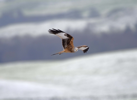 Red kite in flight