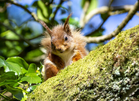 Red squirrel (c) Adam Gerrard