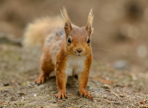 Red Squirrel (c) John Bridges