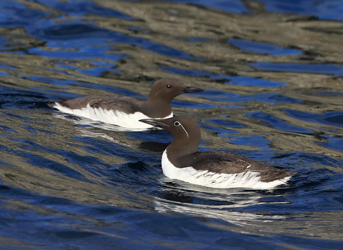 Cover Image - Guillemots at Isle of Muck Nature Reserve