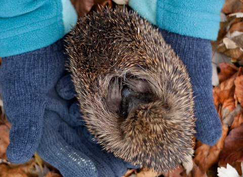 Hedgehog being held in gloved hands in autumn leaves, The Wildlife Trusts