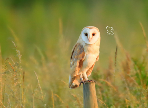 Barn owl (c) Jon Hawkins