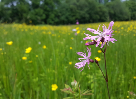 Ragged robin