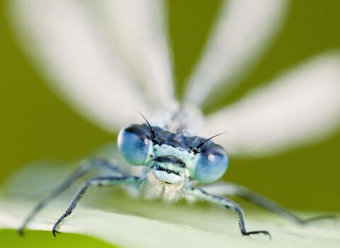 Common Blue Damselfly