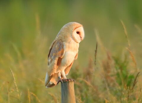 Barn owl