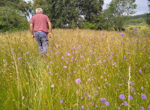 Farmer in field of devil's bit scabious