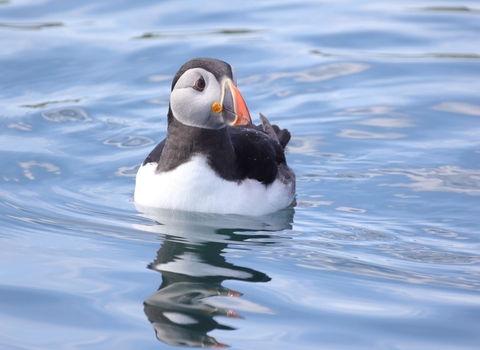 Puffin at Isle of Muck (c) Ronald Surgenor