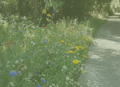 Wildflowers at Balloo Wetland 