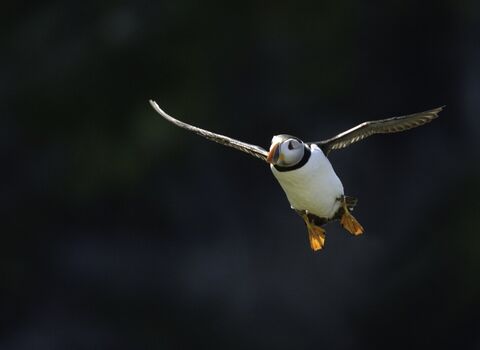 puffin