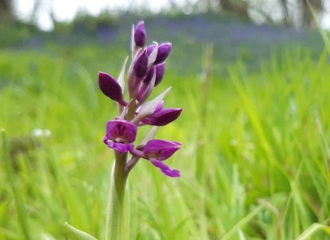 Early purple orchid at Straidkilly