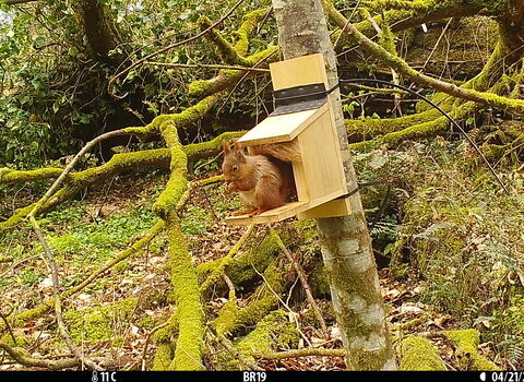 Red squirrel eating on trail cam, Co Fermanagh