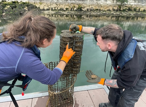 Volunteers inspecting the oyster cages