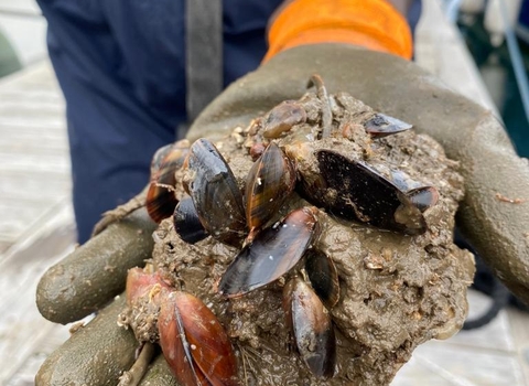 Muscles on oysters
