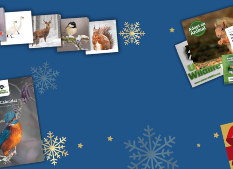 Shop Wild Website Header 2