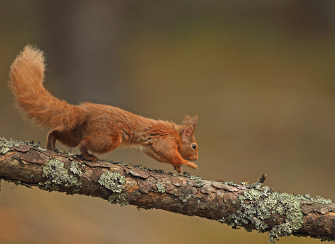 A red squirrel running along a branch from left to right
