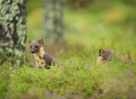 Two pine marten kits scanning the woodland floor