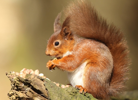 Red squirrel (c) Desmond Loughrey