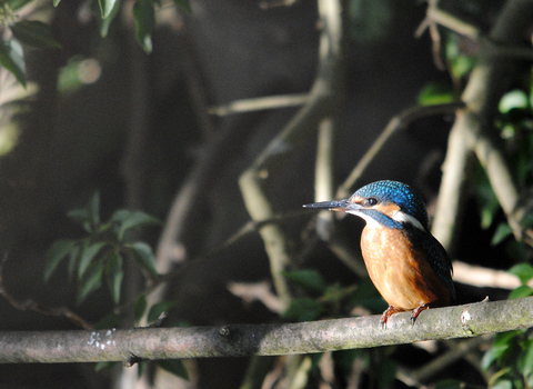 Kingfisher perched on a branch in profile and looking towards camera