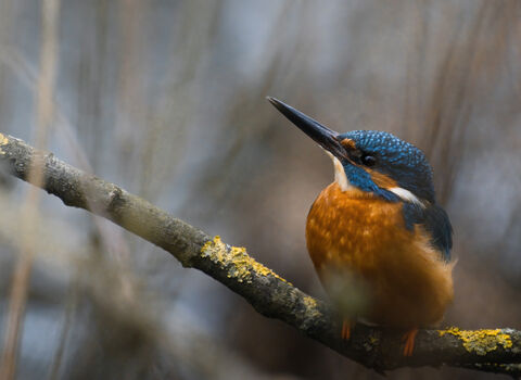 Kingfisher perched on branch with beak pointing upward