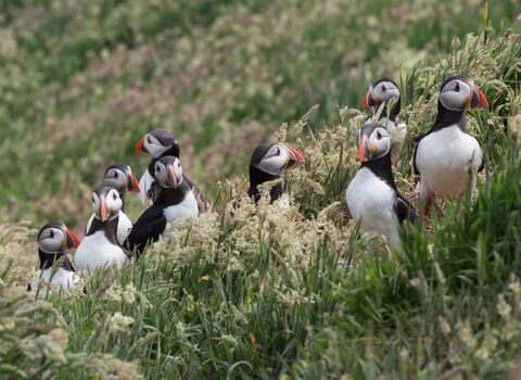 Group of puffins resting in grassy patch