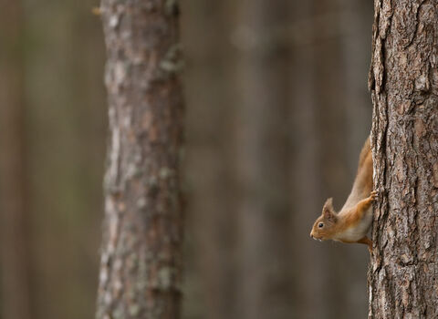 Red squirrel in pine forest, rearing head out from a tree