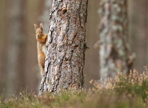 Red squirrel on tree in pine forest