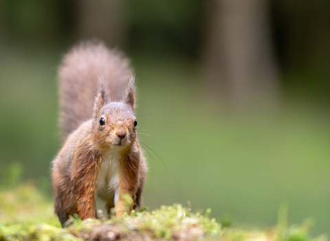 Red squirrel close up on woodland floor, tail bushing up in background