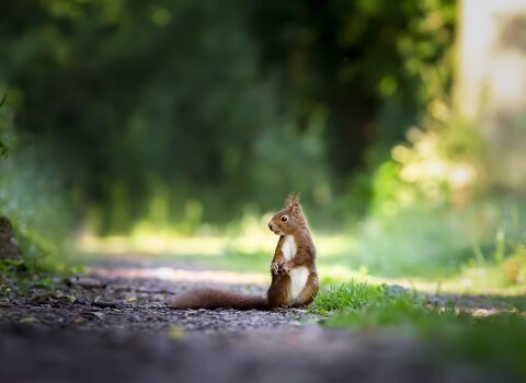 Ground level shot of red squirrel, tail dragging off to left